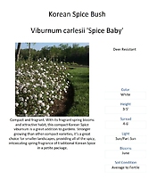 Viburnum \'Spice Baby\' (Korean Spice Bush)