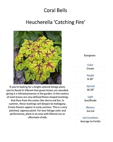 Heucherella (Foamy Bells)