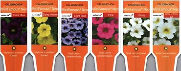 Calibrachoa, Single (Million Bells) 4\" Pot or 10\" Hanging Basket