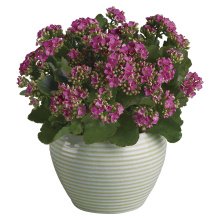 Bountiful Kalanchoe