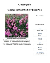 Lagestroemia, Proven Winners (Crape Myrtle)