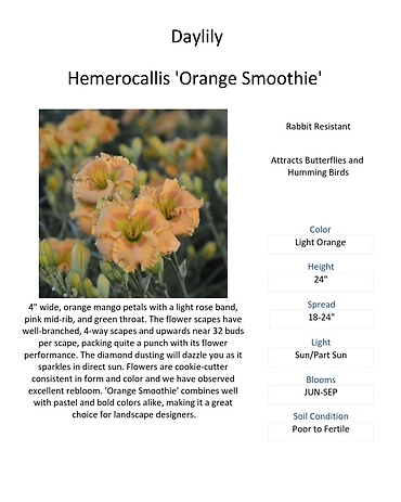 Hemerocallis (Daylily)