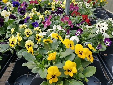 Pansy or Viola \'Mixed\' 4.5\" Pot