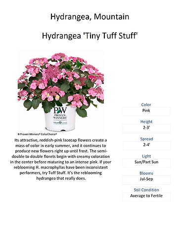 Hydrangea (Big Leaf & Mountain Varieties)