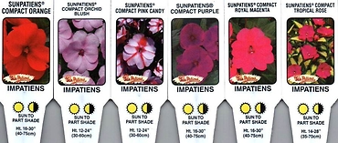 Impatiens, Hybrid \'Sunpatiens\' 4.5\" Pot or 10\" Hanging Basket