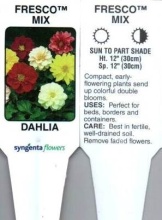 Dahlia, Mixed