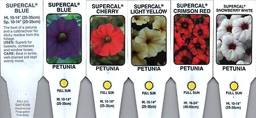 Petchoa \'Supercal\' 4.5\" Pot