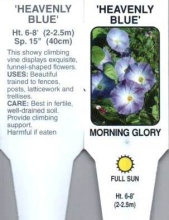 Morning Glory \'Heavenly Blue\' 4\" Pot or 1 Gallon Pot