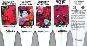 Impatiens, Shade