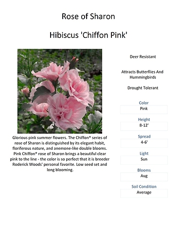 Hibiscus (Rose of Sharon)
