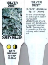 Dusty Miller