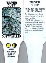 Dusty Miller