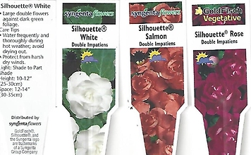 Impatiens, Shade (Double) 4.5\" Pot