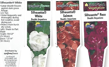 Impatiens, Shade (Double) 4.5\" Pot