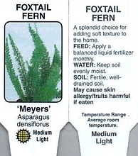 Asparagus Meyers - Foxtail Fern 4\" Pot