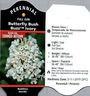 Buddleia (Butterfly Bush)