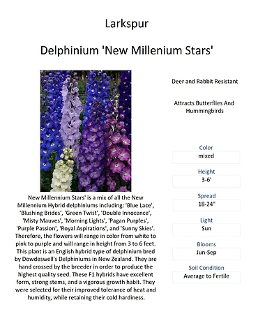 Delphinium (Larkspur)