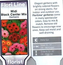 Gerbera, Mixed 4.5\" Pot