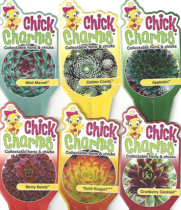 Sempervivum \'Chick Charms\' (Hens & Chicks) 4\" Pot