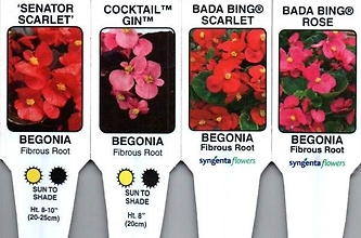 Begonia, Fibrous 10\" Hanging Basket Special