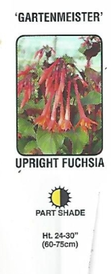 Fuchsia, Gartenmeister 6.5\" pot