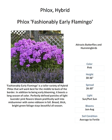 Plox \'Fashionably Early Flamingo\' (Tall Garden Phlox)