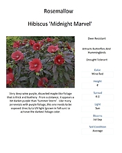 Hibiscus \'Midnight Marvel\" (Rosemallow)