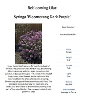 Syringa (Reblooming Lilac)