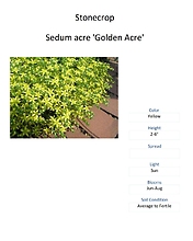 Sedum \'Golden Acre\'  (Stonecrop)