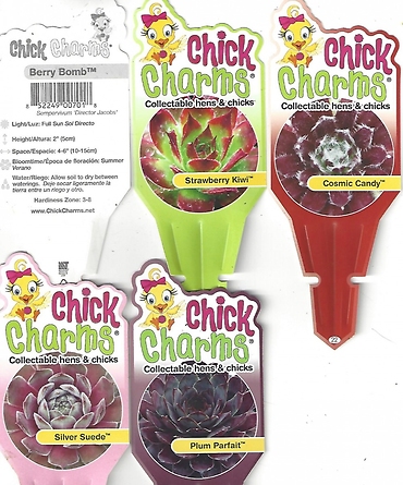 Sempervivum \'Chick Charms\' (Hens & Chicks) 4\" Pot