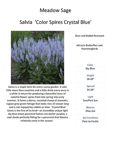 Salvia (Meadow Sage)