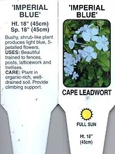 Plumbago \'Imperial Blue\' 1 Gallon Pot