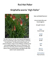 Kniphofia uvaria \'High Roller\' (Red Hot Poker)