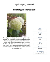 Hydrangea (Smooth)