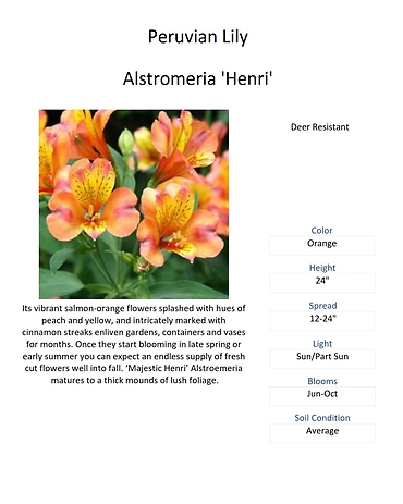 Alstromeria (Peruvian Lily)