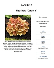 Heuchera (Coral Bells)