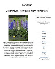 Delphinium (Larkspur)