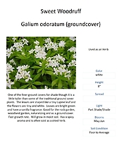 Galium odoratum (Sweet Woodruff)