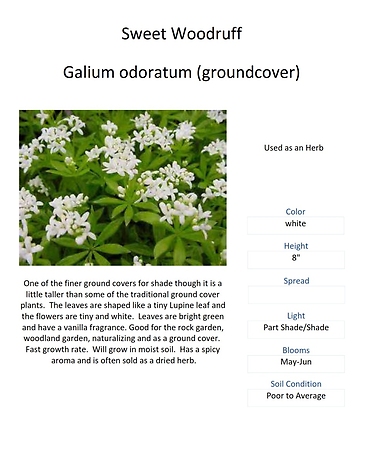 Galium odoratum (Sweet Woodruff)