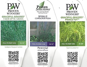 Grass, Annual 4.5\" Pot
