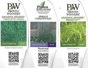 Grass, Annual 4.5\" Pot