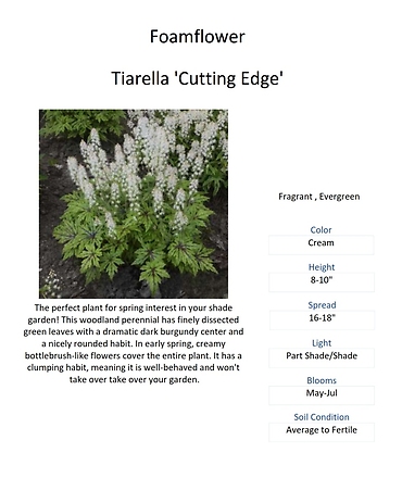 Tiarella \'Cutting Edge\' (Foamflower)