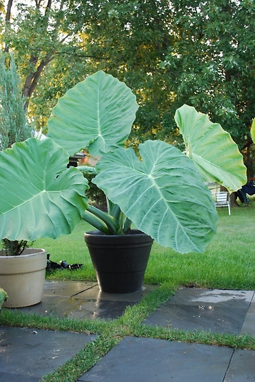 Colocasia (Elephant Ear) 4.5\" or 1 Gallon Pot