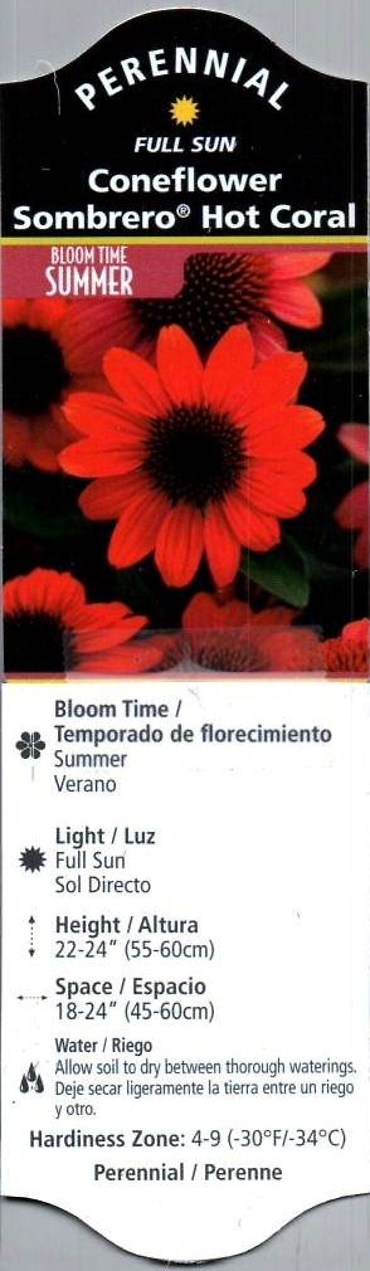 Echinacea (Cone Flower)