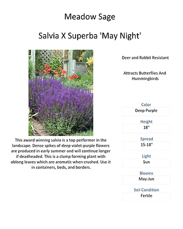 Salvia (Meadow Sage)