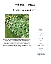 Hydrangea \'Blue Bunny\'
