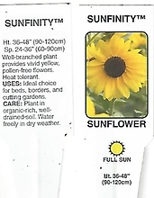 Sunflower \'Sunfinity\' 1 Gallon Pot