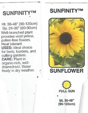 Sunflower \'Sunfinity\' 1 Gallon Pot