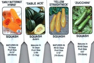 Squash & Zucchini