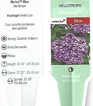 Heliotrope \'Marino Blue\' 4.5\" Pot